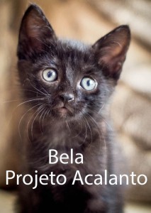 BELA-acalanto