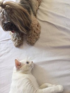 foto mostra amizade entre cães e gatos