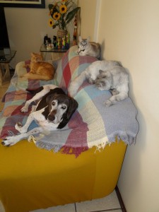 foto mostra amizade4 entre cães e gatos