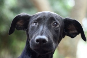 Dia nacional de adotar um animal