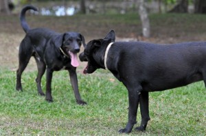 Cachorros Cipó e Sola - Crédito: Helio Montferre/Esp.CB/D.A Press.