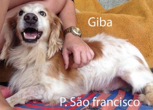 GIBA-saofrancisco