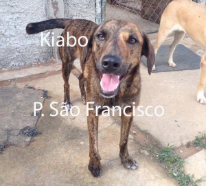 KIABO_SaoFrancisco