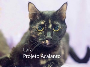 LARA_acalanto