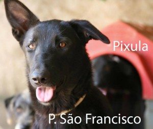 PIXULA_SaoFrancisco