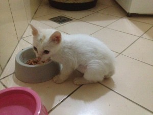 foto do gatinho Apolo, seus donos trocaram a ração por alimentação natural.