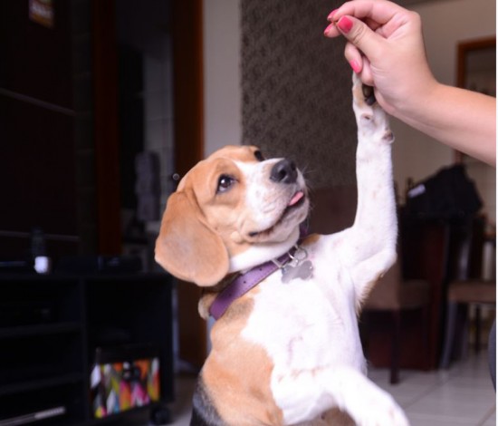 foto da cadelinha Lolla.sono dos bichos