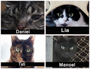 Imagem mostra animais para adoção no Bazar solidário