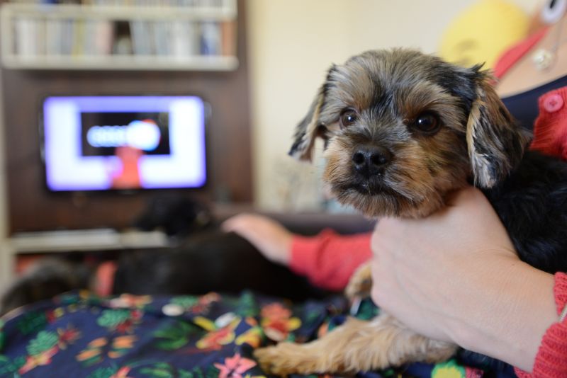 Programa bom pra cachorro:imagem mostra dona de um cãozinho que gosta de assistir televisão.