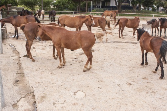 Maus tratos: imagem mostra Cavalos da Polícia Militar do Distrito Federal que iam ser leiloados.
