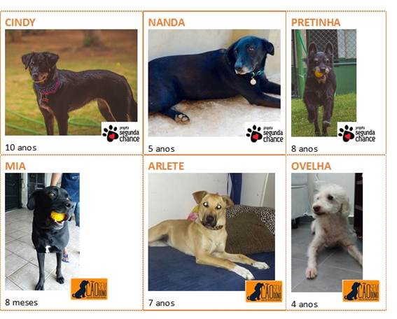 CãoDulas à espera de adoção