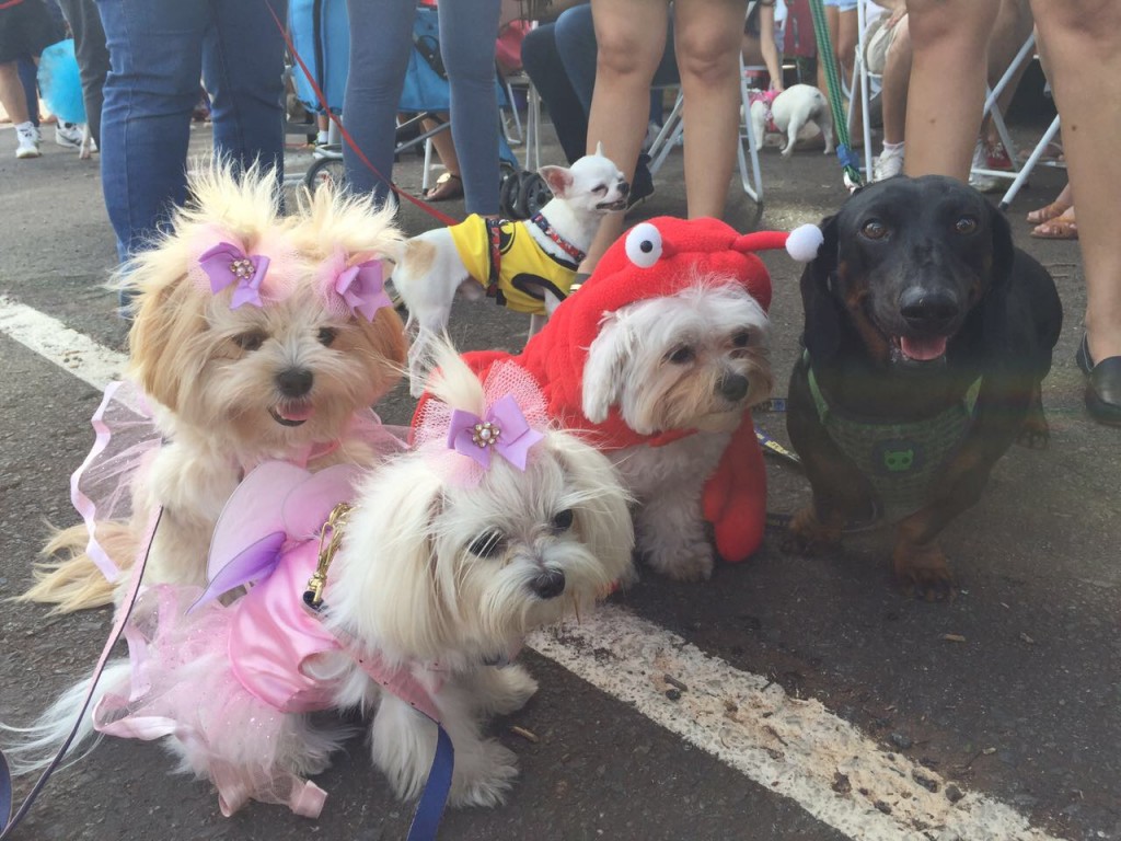 cães fantasiados de borboleta no carnaval pet de Brasilia
