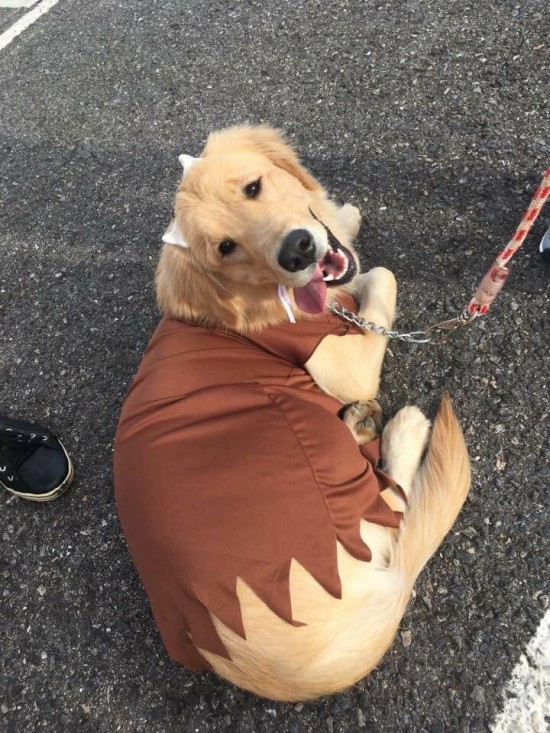 labrador fantasiado para o carnaval pet