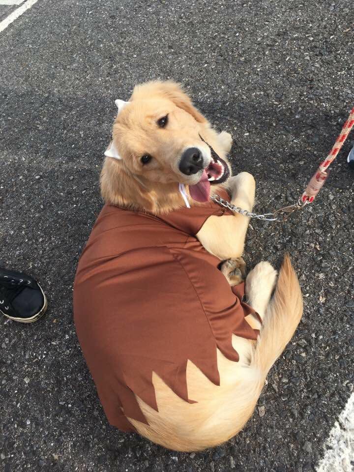 labrador fantasiado para o carnaval pet