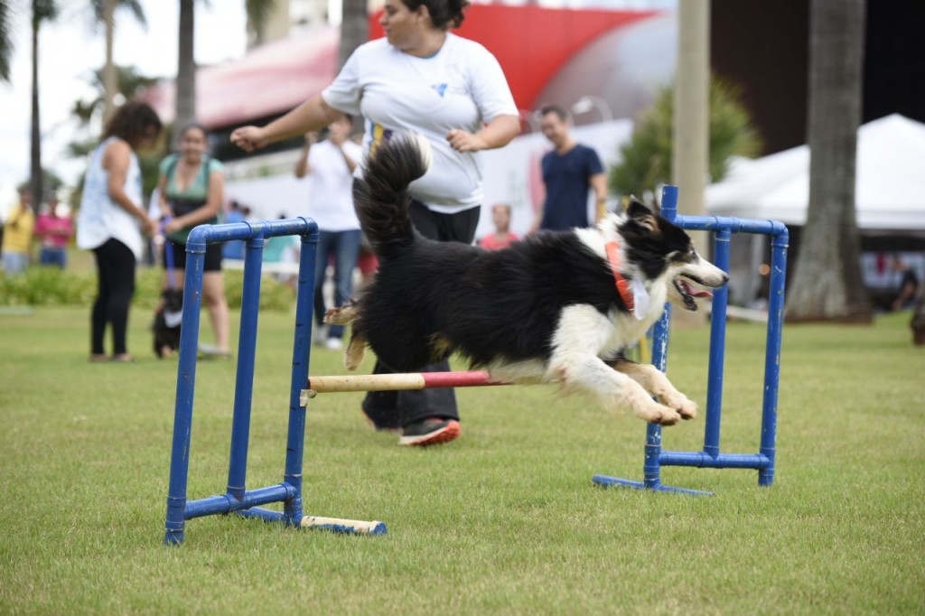 Agility no shopping. Crédito: Telmo Ximenes/Divulgação 