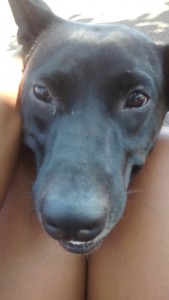 Cãozinho Paçoca: "um filho"