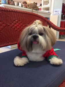 Thor já está de pijaminha Crédito: Arquivo Pessoal