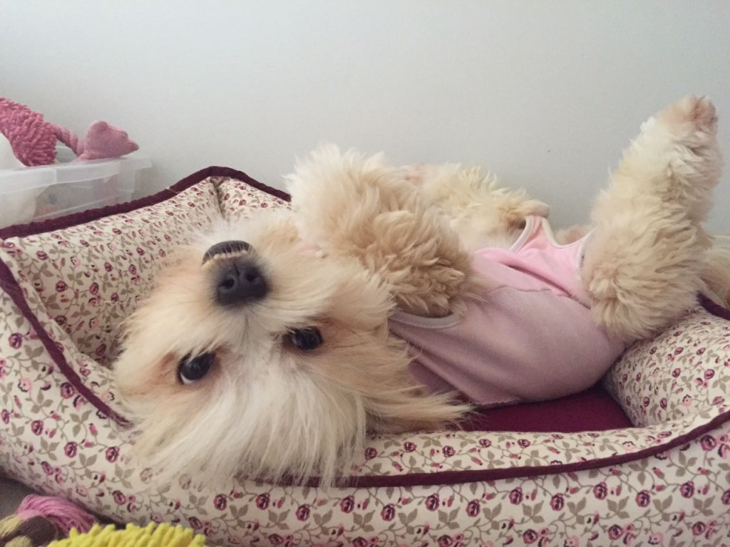 Cindy, divando com seu pijaminha pós-castração 