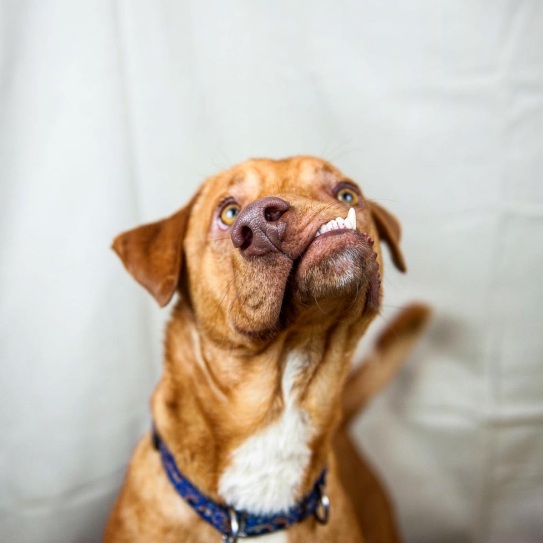 dog1