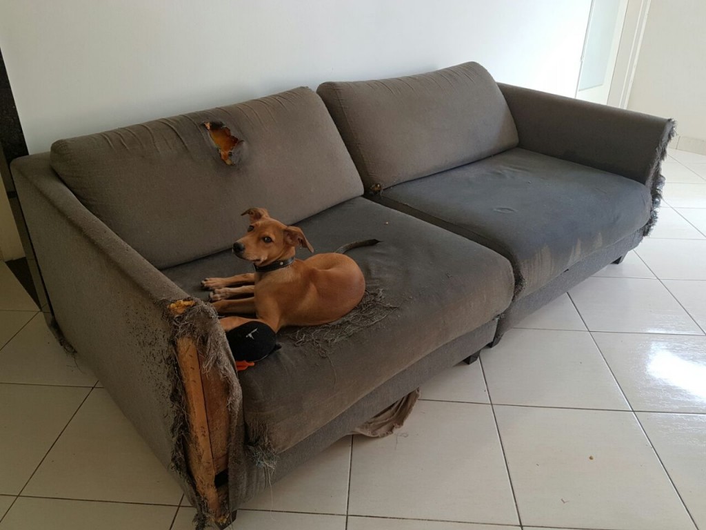 Tommy, 8 meses: o destruidor de sofás. Crédito: Arquivo pessoal 
