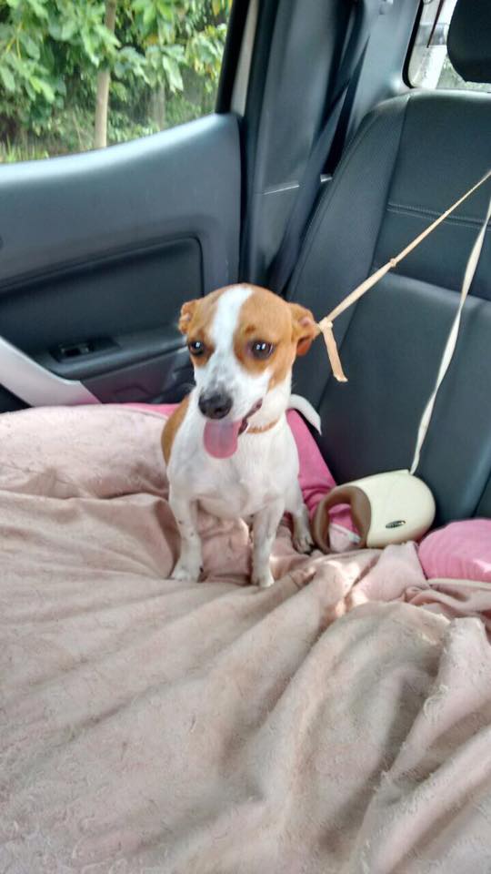 cachorrinha