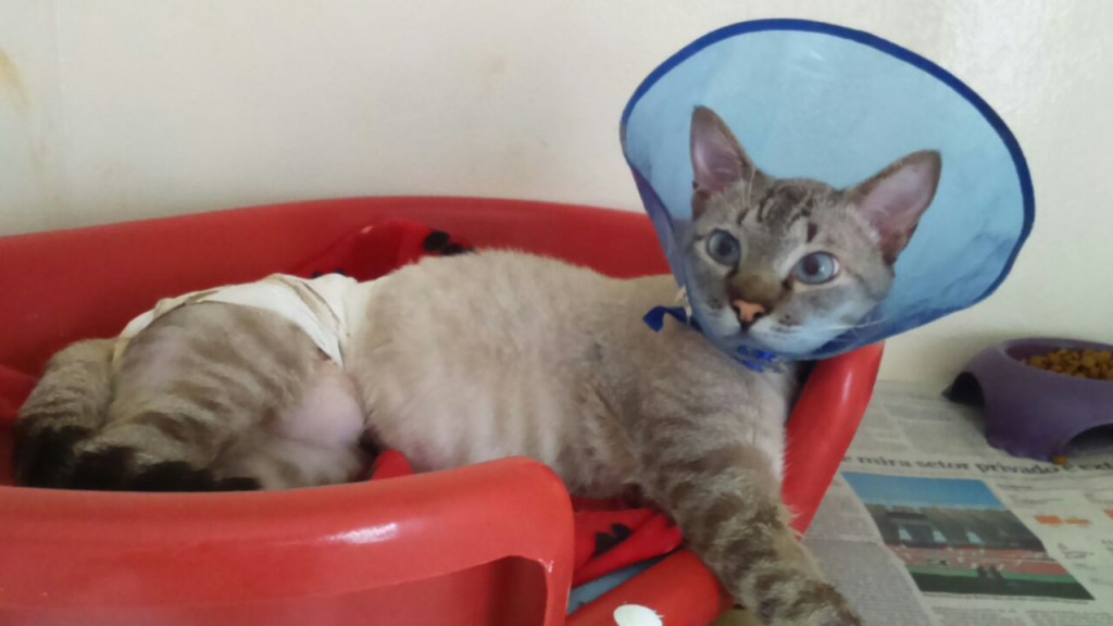 Ainda sem nome, o gatinho recebeu o implante de pele produzida em 3D. Crédito da foto: Divulgação 