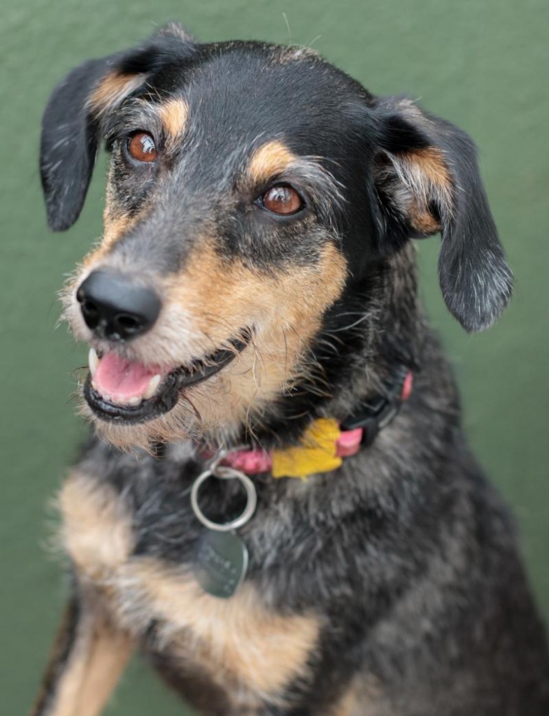 Estopinha, a cachorra mais famosa do Brasil. Crédito: EstúdioCam/Divulgação