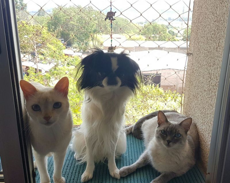 Credito: Carla Teixeira/Divulgação. Animais de Carla Teixeira para a pauta sobre instinto materno ente espécies diferentes.
