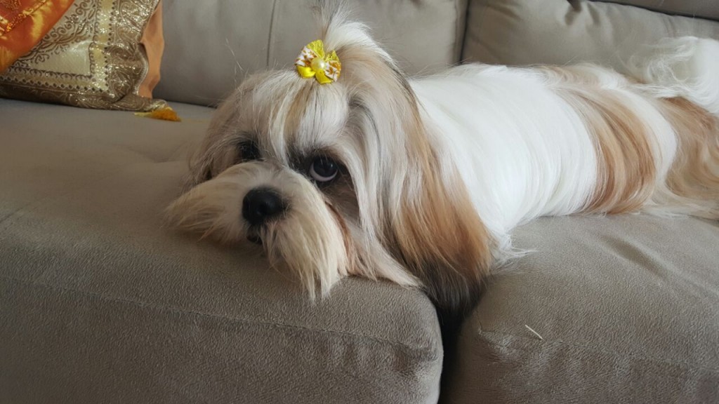 Nany, 9 meses: leva cocô até para a caminha. Crédito: Arquivo pessoal 