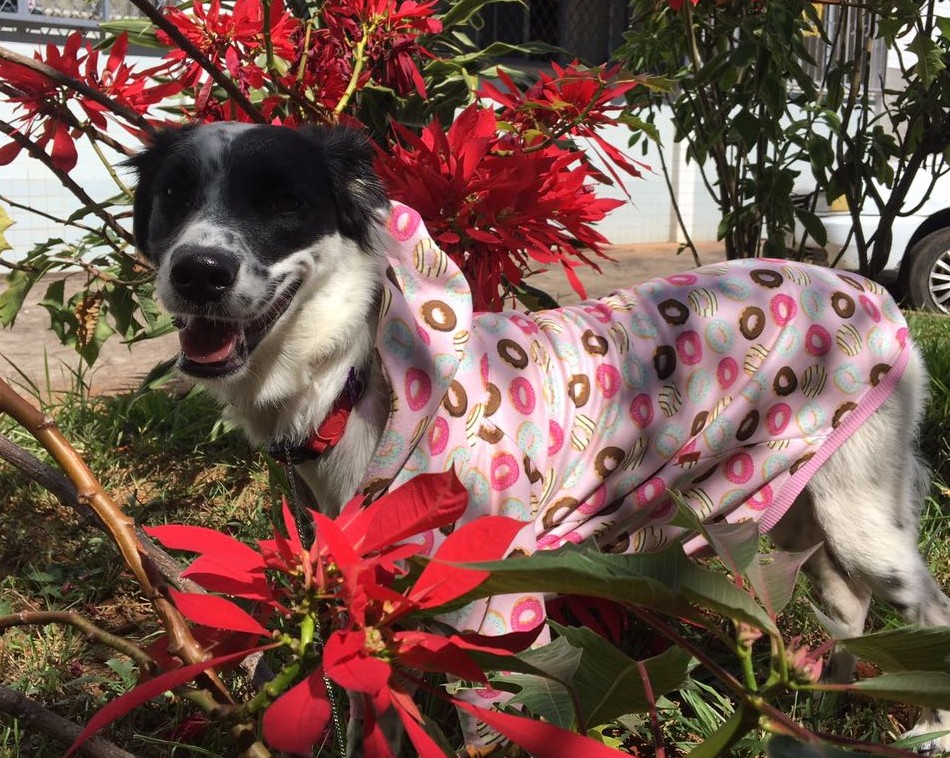 Sushi, modelando com um moletom quentinho. Crédito: Arquivo pessoal 