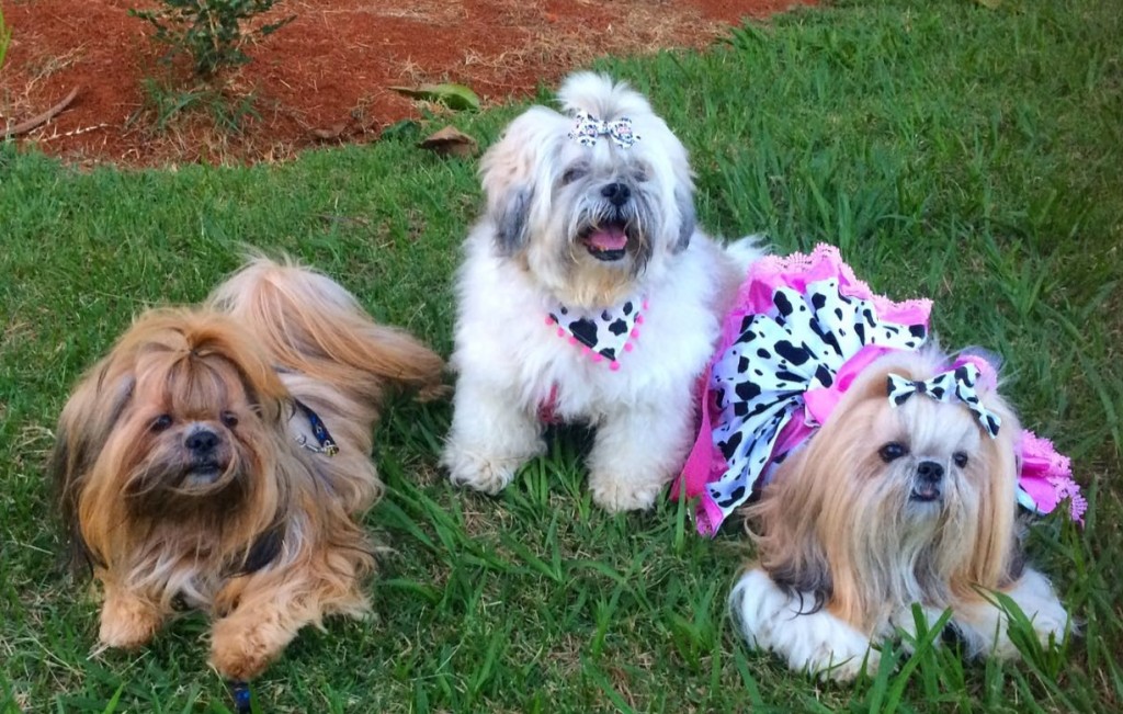 Nina, no meio dos irmãos Marley e Mel: saúde de ferro, mas problema nos olhinhos