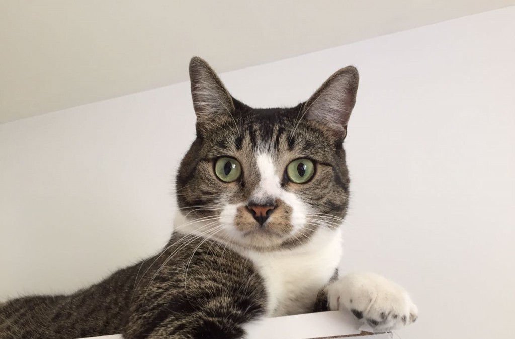 Acho que vi um gatinho! Gregório é comilão e, se os tutores descuidam, pula no prato