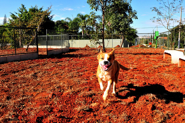 Parcão do Lago Norte: mais um espaço pet friendly. Crédito: Agência Brasília 