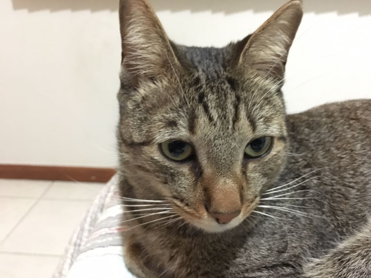 O gato Zezé só come longe do irmão, e dispensa o potinho de ração. Crédito: Arquivo Pessoal 