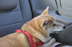 Crédito: Divulgação 