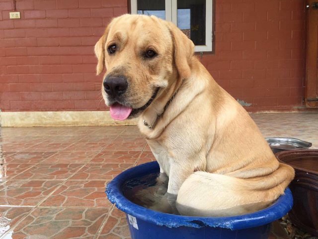 Messy, labrador que um coração enorme Crédito: Oranit Kittragul/Reprodução 
