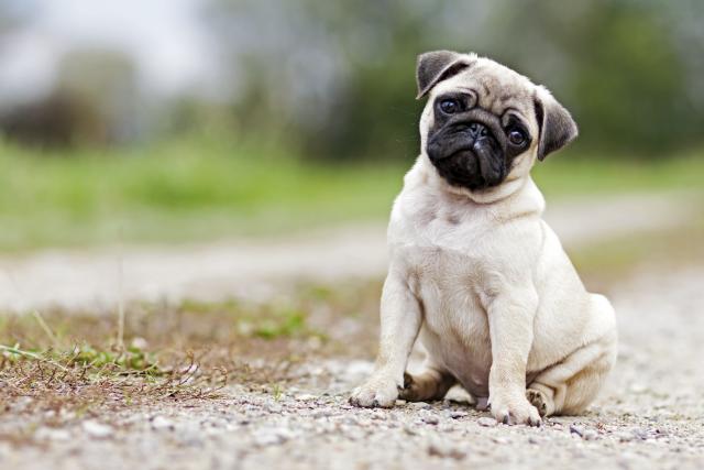 Pug é uma das raças propensas a intolerância alimentar Crédito: Divulgação 
