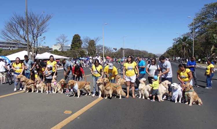 Pet Day, no Eixão: muitas atividades e oportunidade pra os cães se socializarem Crédito: Divulgação 