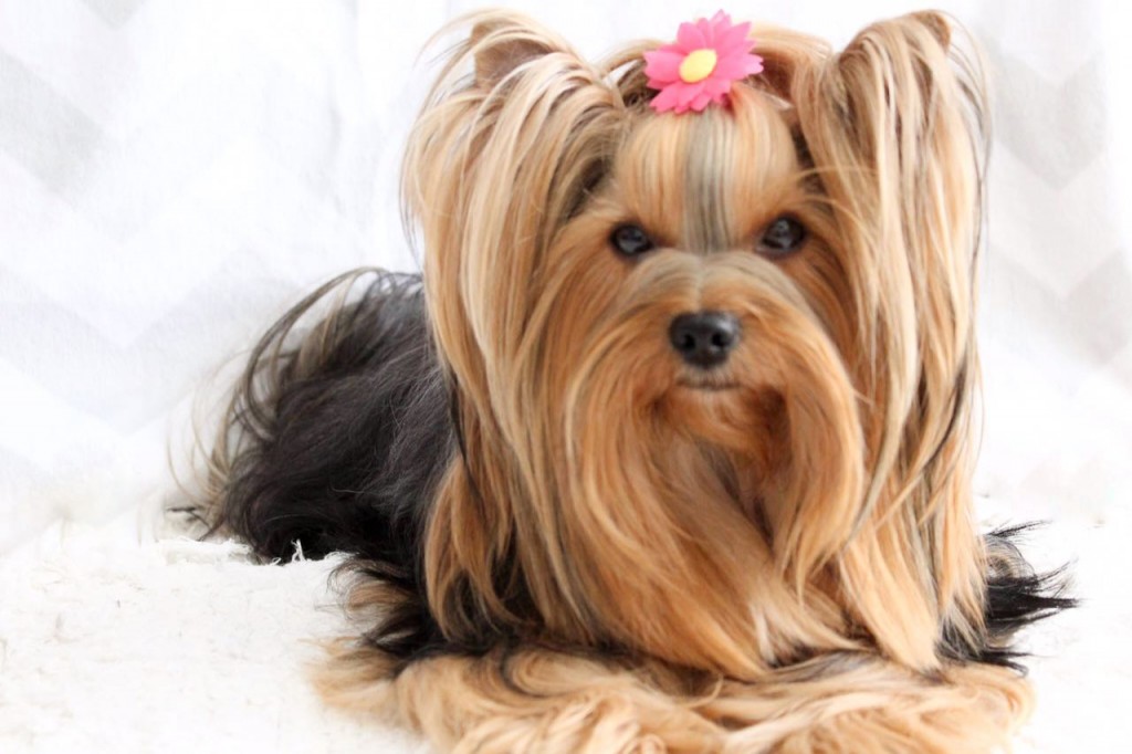 Luna: se você não fizer as vontades dela, essa linda yorkshire vai latir até te enloquecer! Crédito: Arquivo Pessoal 