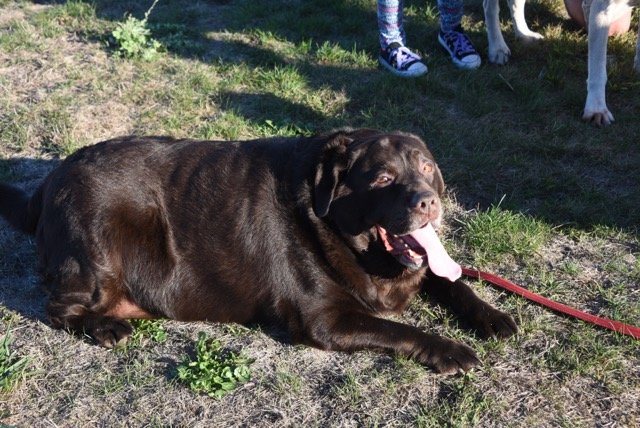 Shiloh, assim que foi adotado: mais de 60kg e muitas dificuldades de locomoção. Crédito: Heidi Fiori