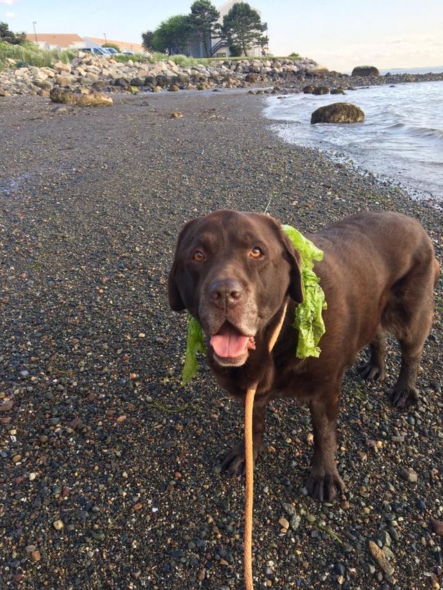 O labrador, saudável, depois de perder quase 30kg  Crédito: Heidi Fiori 