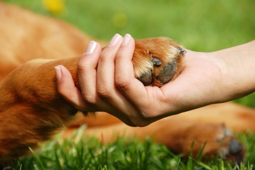 pet1