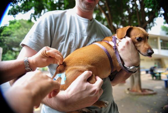 Animal recebendo reforço da vacina em campanha de 2014 Crédito: Marcelo Camargo/Agência Brasil