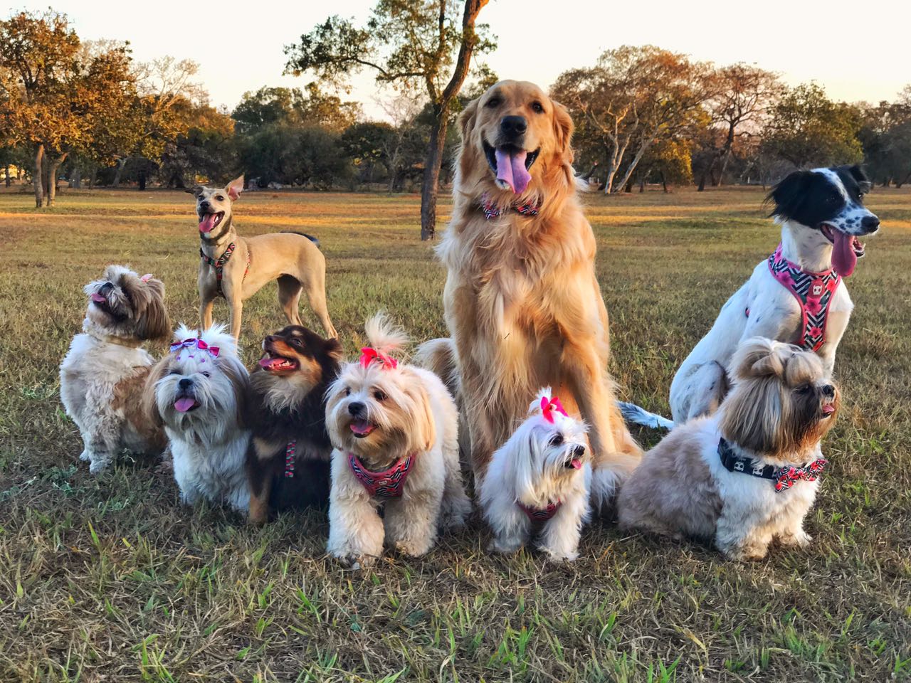 Cachorrada de Brasília toda de rosa para lembrar da importância da prevenção