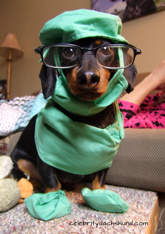 Crédito: Celebrity Dachshund/Reprodução 
