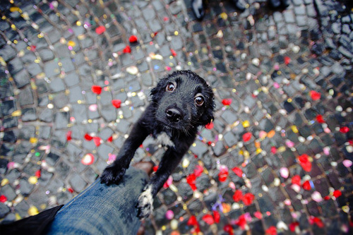 "Socooooorro, humano!": condicionamento pode ajudar o animal a perder medo de chuva. Crédito: Reprodução 