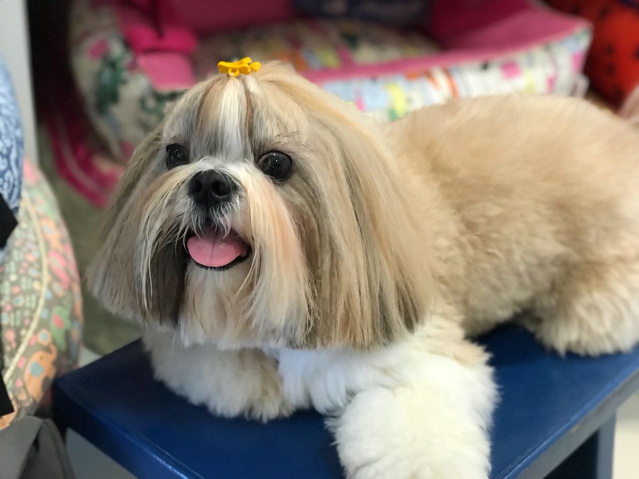 Thor usa o estilo samurai-bebê, cortado na tesoura: sempre fresquinho Crédito: Arquivo Pessoal 