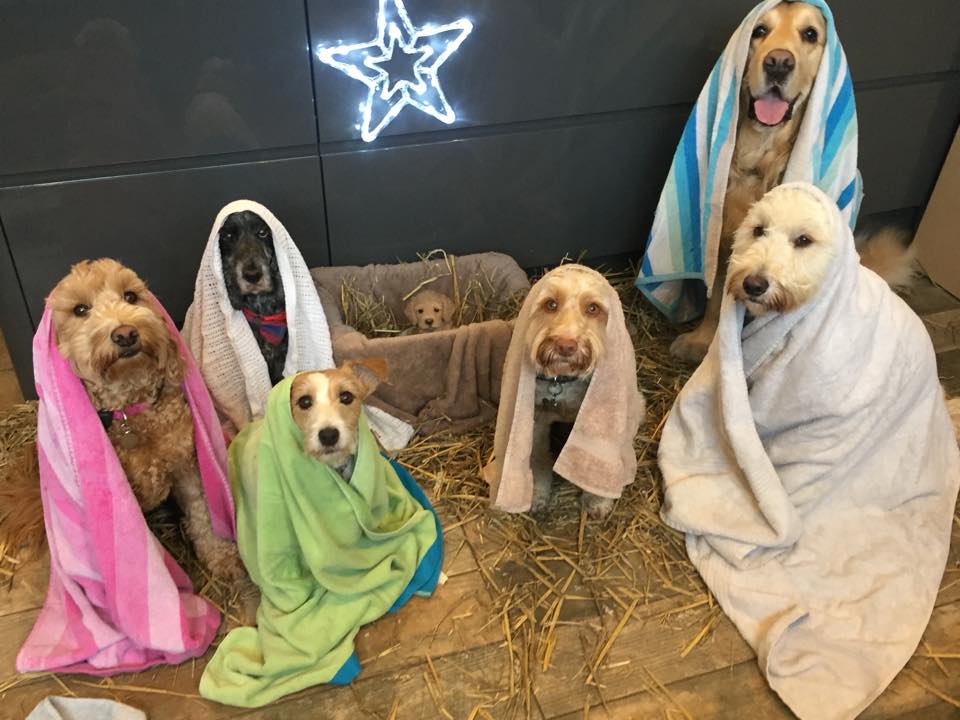 Esse presépio foi a imagem mais fofa que você viu hoje. Crédito: Wags To Riches Pet Services/Reprodução 