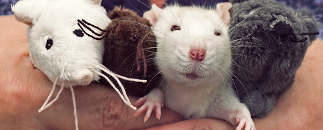 ratinho