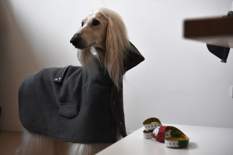 (FILES) This file photo taken on December 05, 2017 shows a greyhound dog wearing an outfit of Italian designer Temellini Milano in the workshop of the fashion house, in Milan.  Giovanna Temellini from fashion house Temellini Milano, designed a line of clothing "Dog-à-Porter" dedicated to dogs.   / AFP / MARCO BERTORELLO